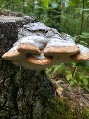 Fomes fomentarius