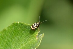 Cryptocephalus decemmaculatus