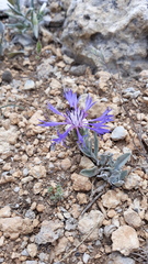 Centaurea triumfettii