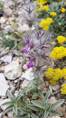 Stachys lavandulifolia