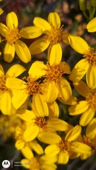 Senecio angulatus