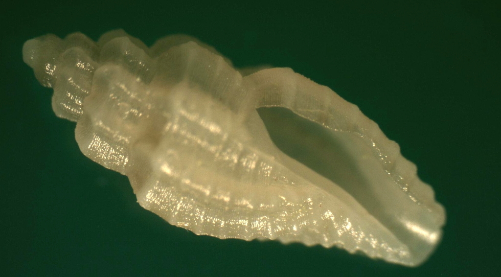 Pyrgocythara stosiciana