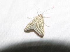 Loxostege aeruginalis