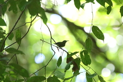 Kurochkinegramma hypogrammicum