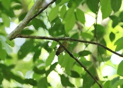 Kurochkinegramma hypogrammicum