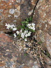 Arabis serrata