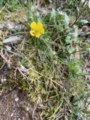 Ranunculus formosa-montanus