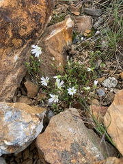 Cerastium morrisonense