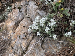 Leontopodium microphyllum