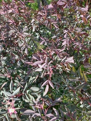 Rosa glauca