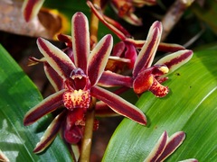 Cymbidium bicolor pubescens
