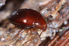 Scaphidema metallicum