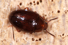 Scaphidema metallicum
