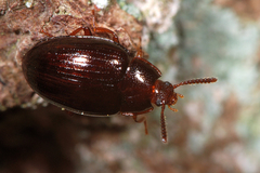 Scaphidema metallicum