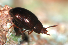 Scaphidema metallicum