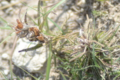 Castilleja sessiliflora