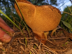 Porphyrellus sordidus