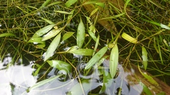 Potamogeton octandrus