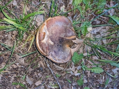 Porphyrellus sordidus