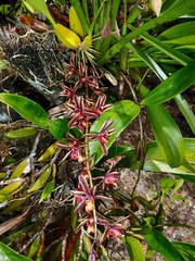 Cymbidium bicolor pubescens