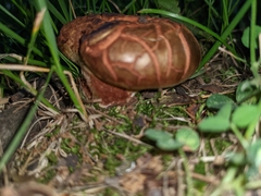 Porphyrellus sordidus