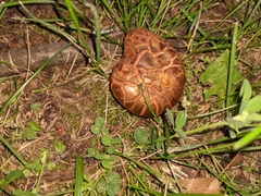 Porphyrellus sordidus