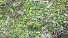 Solorina saccata