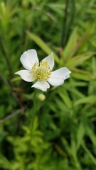 Anemone cylindrica