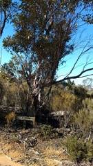 Eucalyptus incrassata