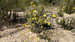 Hibbertia virgata