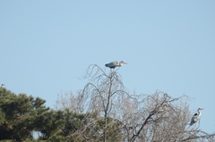 Ardea cinerea