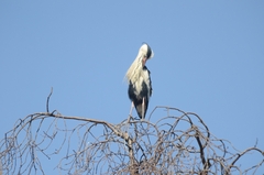 Ardea cinerea