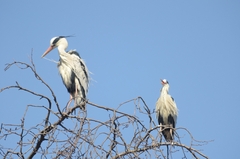 Ardea cinerea