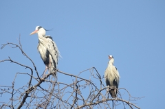 Ardea cinerea