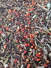 Leratiomyces erythrocephalus