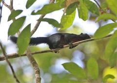 Callosciurus prevostii