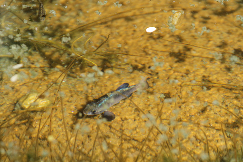 Quitobaquito pupfish (Cyprinodon eremus) — Cyprinodontidae — 3
