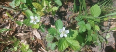 Rubus baileyanus