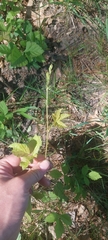 Rubus baileyanus