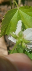 Rubus baileyanus