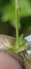 Rubus baileyanus