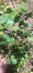 Rubus baileyanus