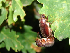Aplidia transversa transversa
