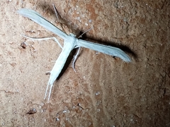 Hellinsia homodactylus