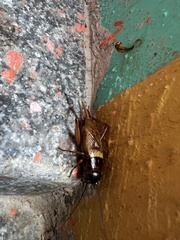 Melanogryllus carmichaeli