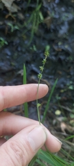 Carex seorsa