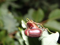 Aplidia transversa transversa