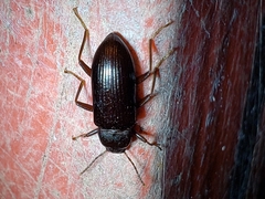 Strongylium terminatum