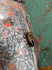 Melanogryllus carmichaeli