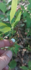 Monilinia vaccinii-corymbosi